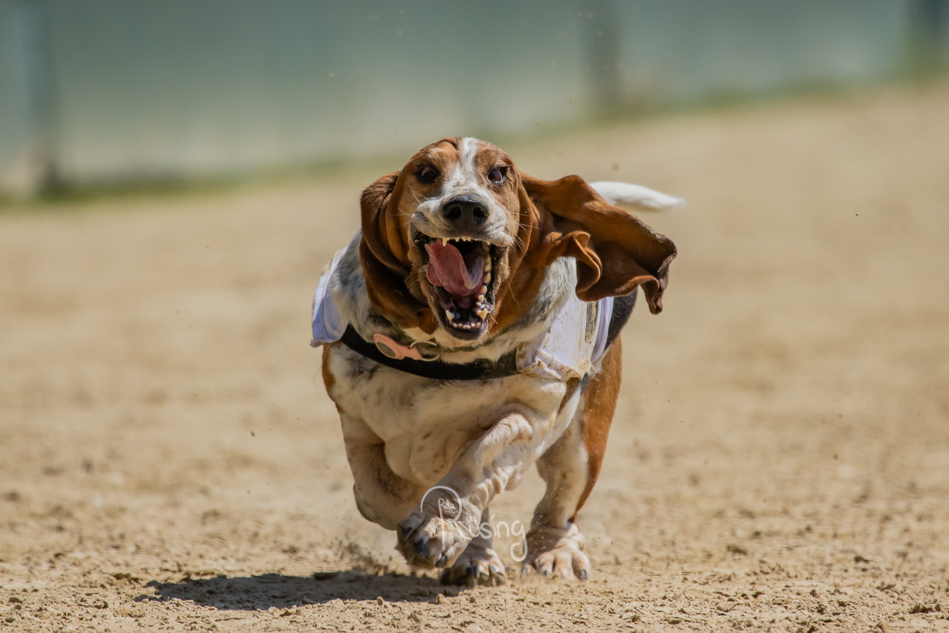 Das 4. Basset &amp; Friends Rennen